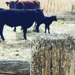 Pretty fence post and some cows