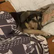 Pretzel whines until you tuck her in 