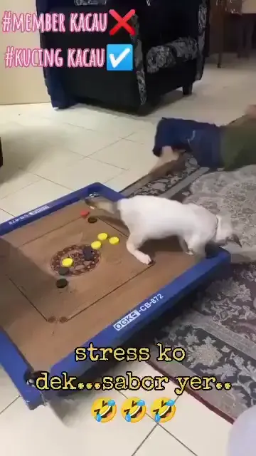Professional Carrom Player
