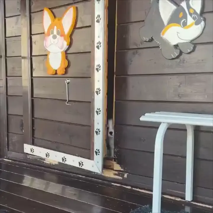 Puppies 