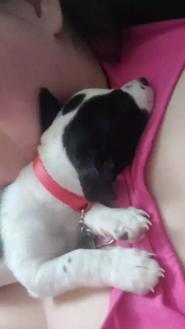 puppy dreams