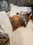 Puppy girl