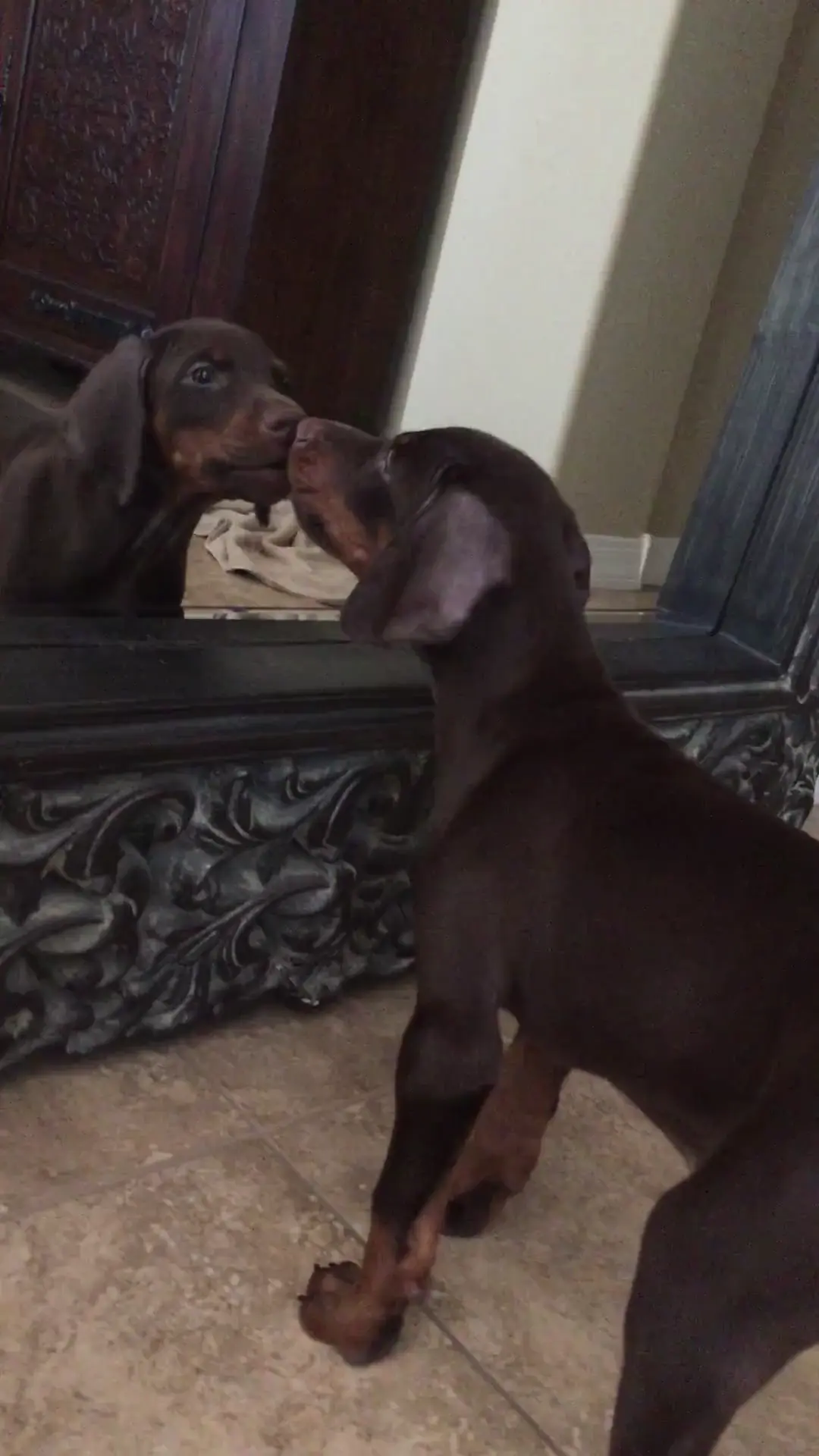 Puppy vs. mirror