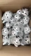 Purrfect Boxmates