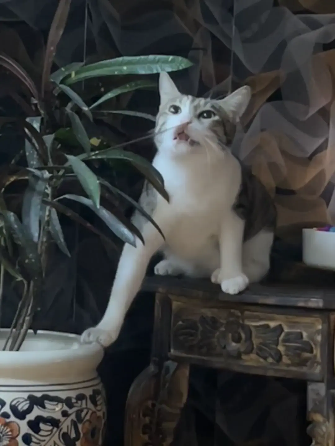 Purrfessional plant killer
