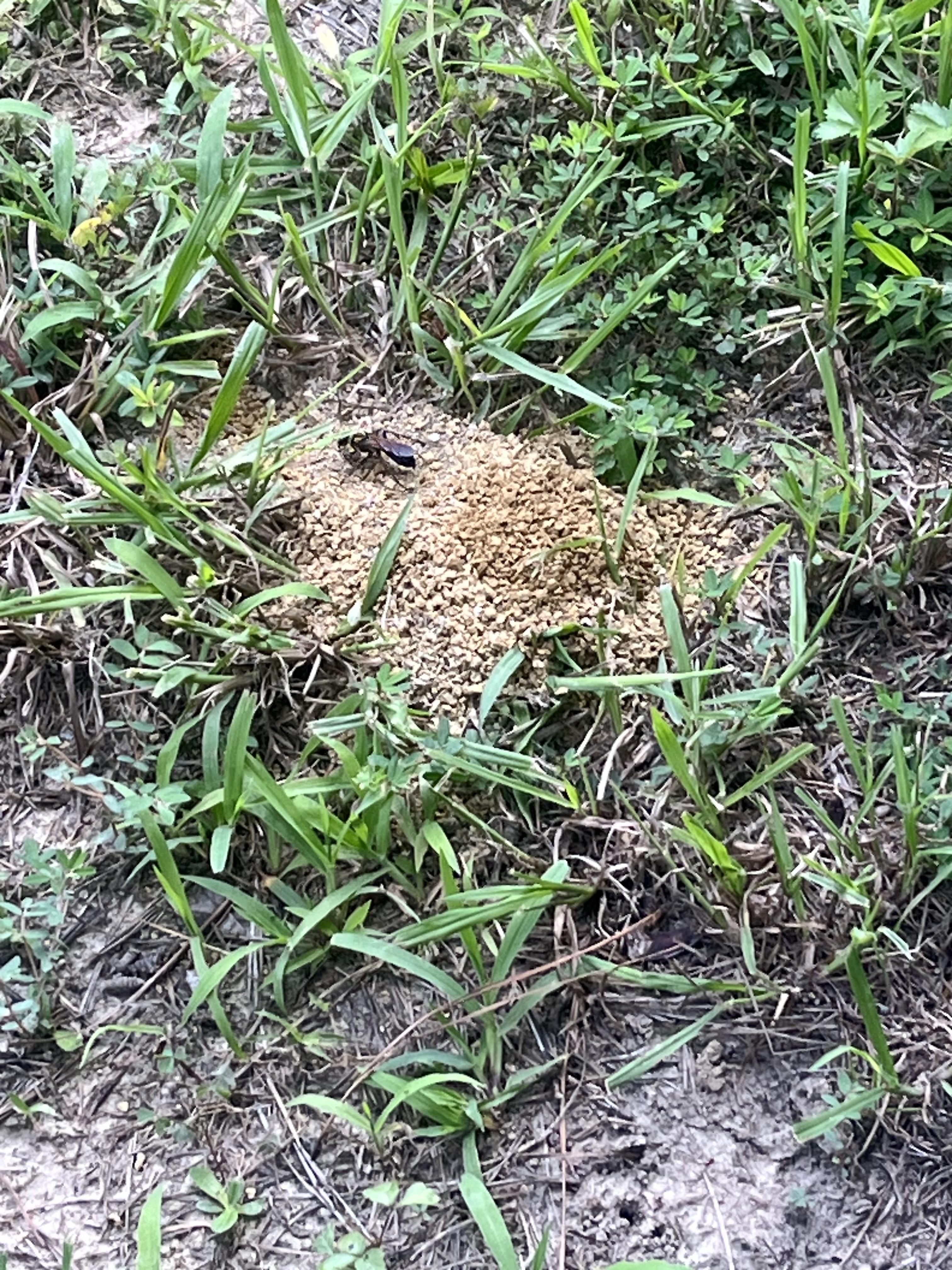 Some kind of burrowing insect | Scrolller
