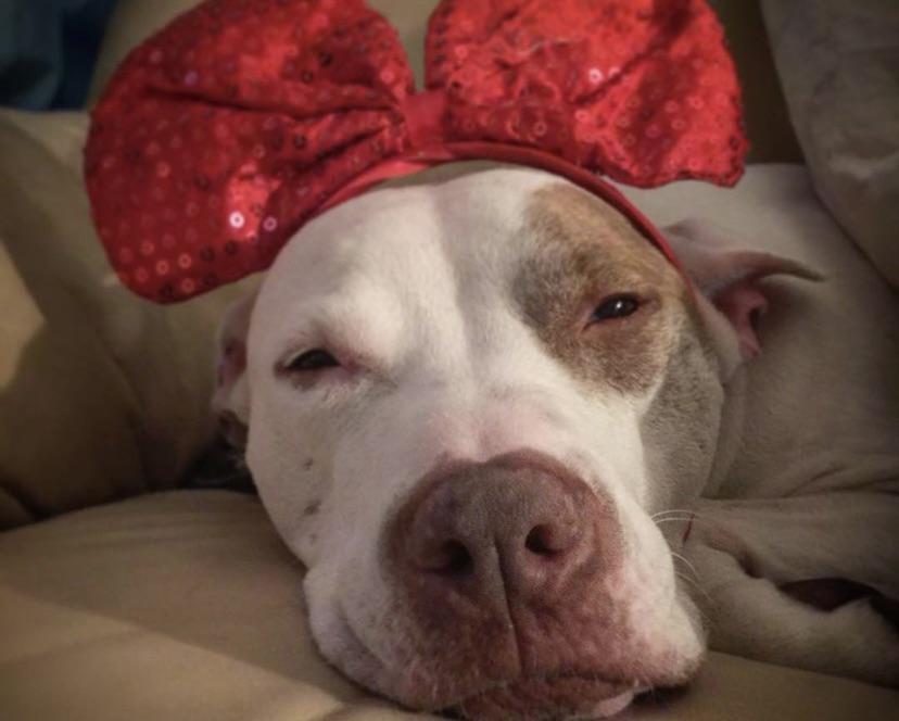 Missy, a white dog, wearing a red sequined bow headband while lying on a couch