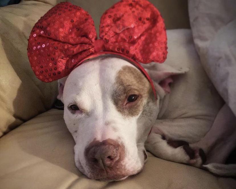 Missy, a white dog, wearing a red sequined bow headband while lying on a couch