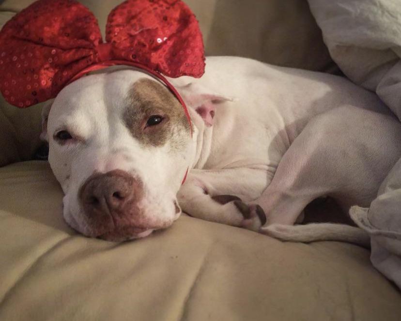 I hope my girl Missys “hat” is welcome here, this is her “Missy Mouse” headband. 🐶❤️