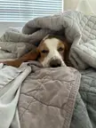 Queen of the house 