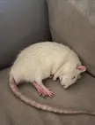 Quick power nap 