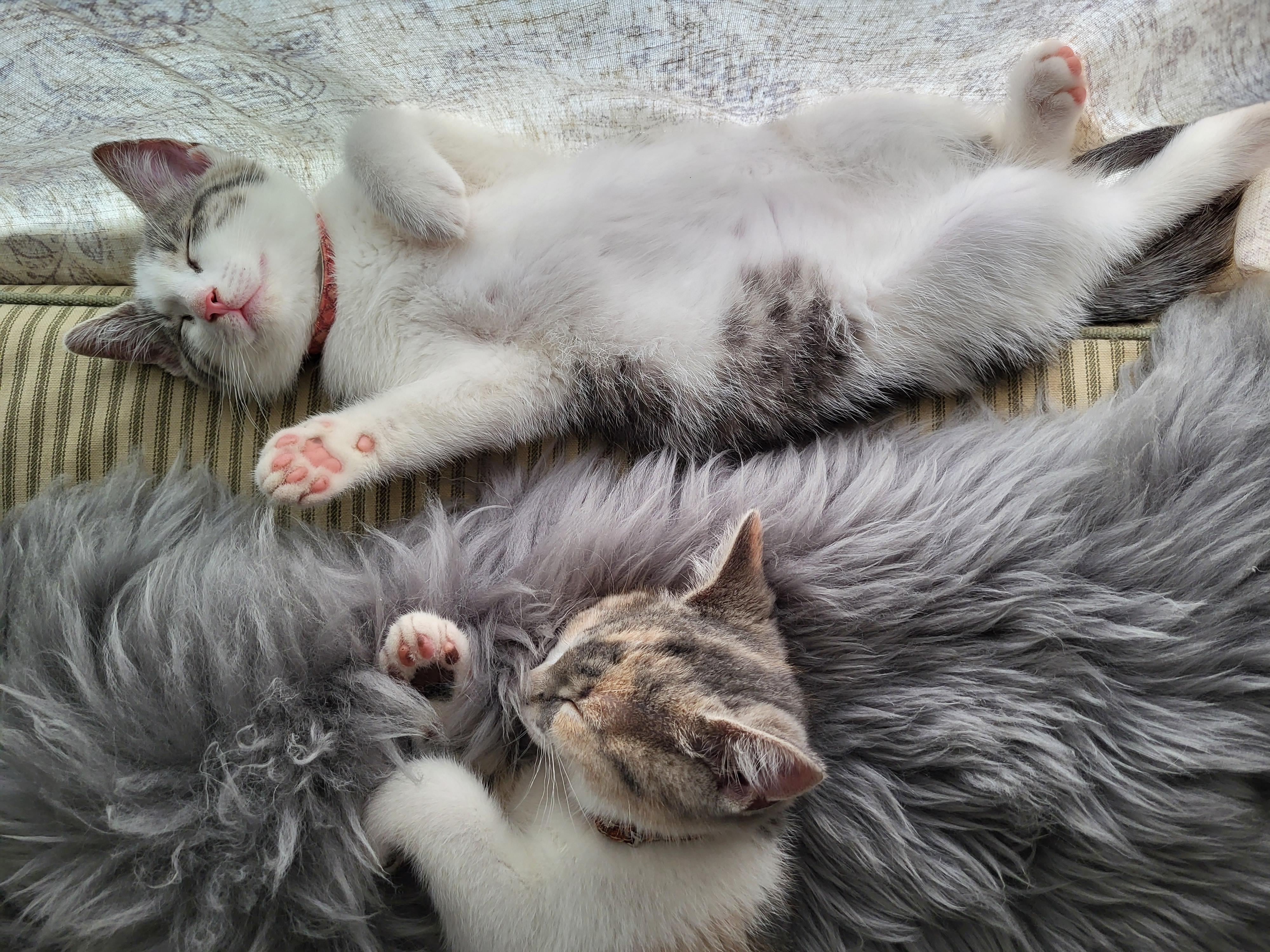 My happy kittens. 😸 [oc] | Scrolller