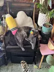 Rainbows and jelly bean toes