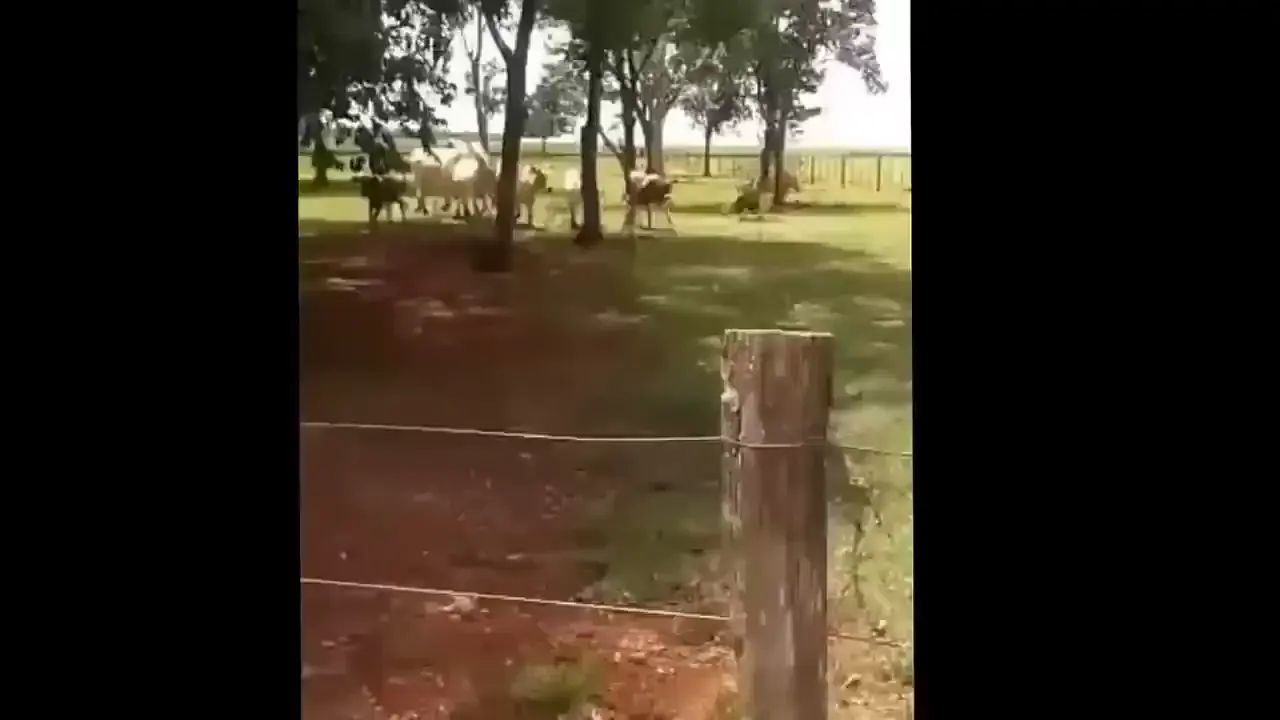 ram vs bull