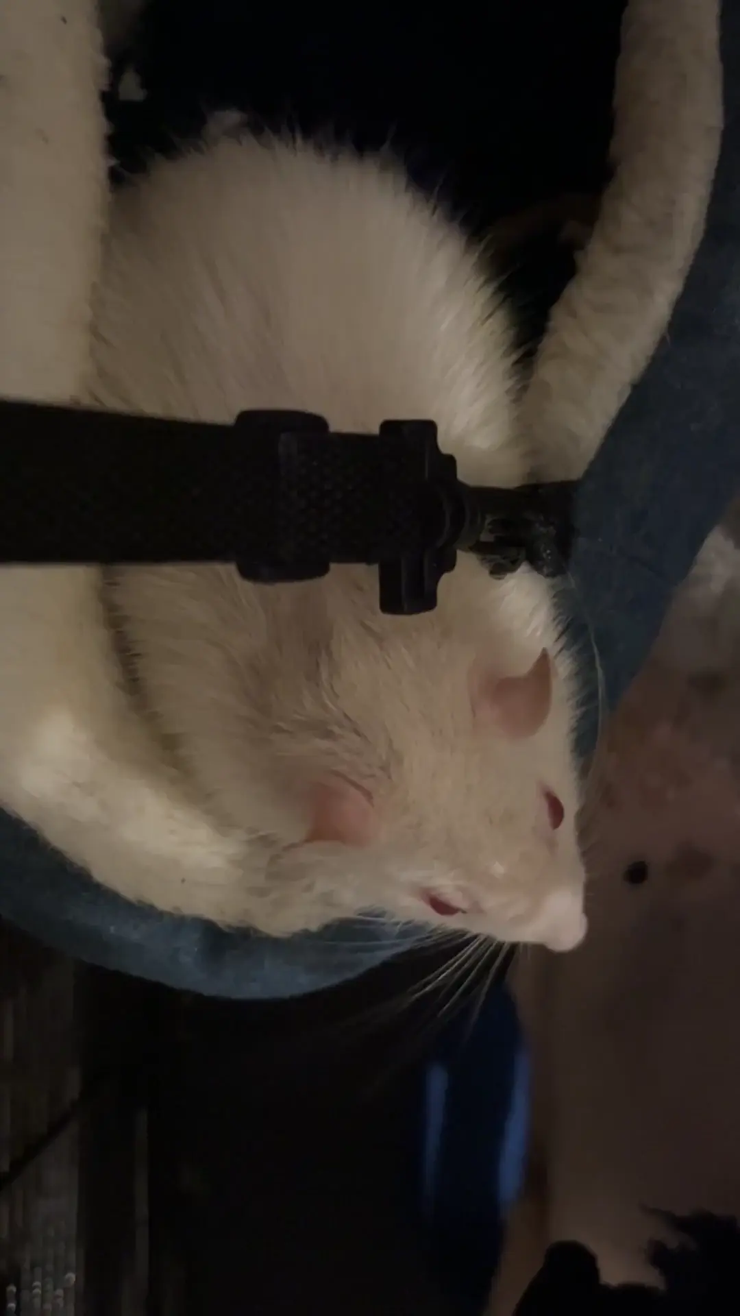 Rat breathing too fast? 