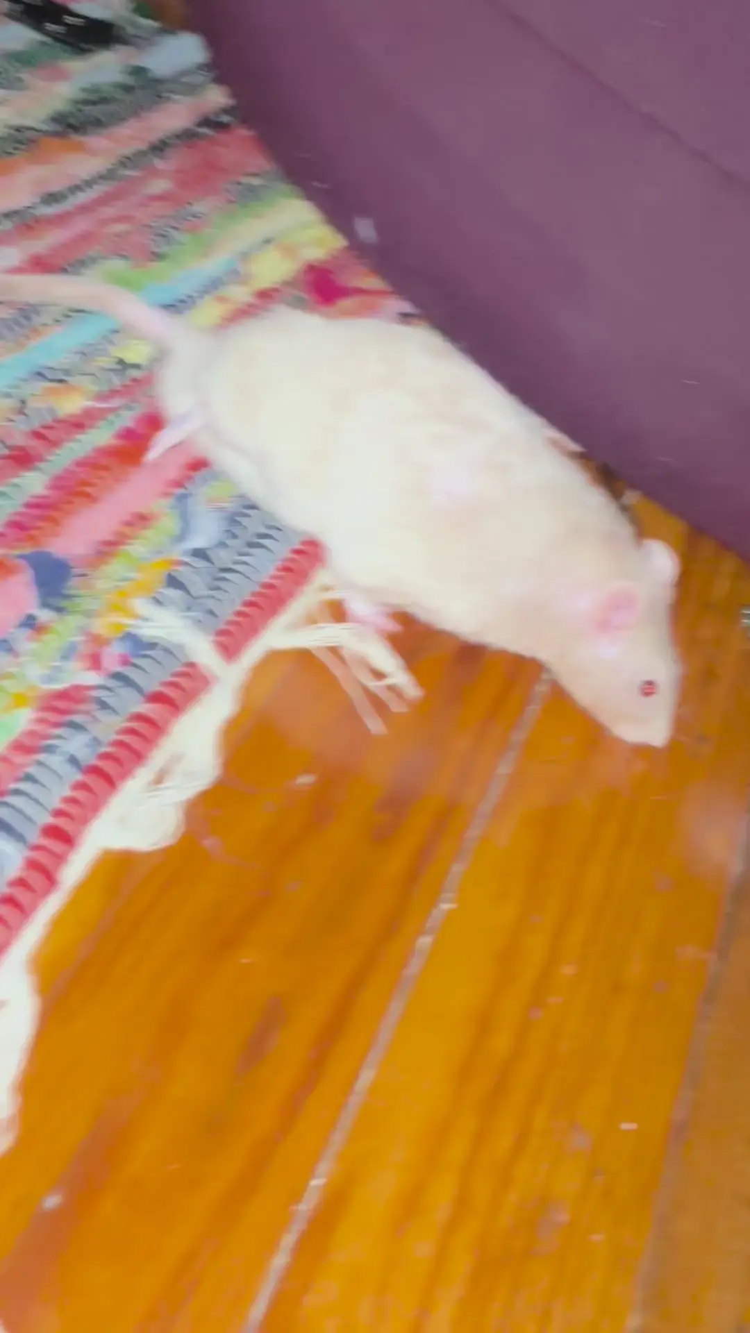 Discover more like RATS: Rat is limping on his back legs and Related ...