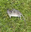 Rat or big mouse?