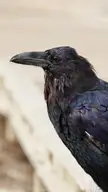 Raven at Yellowstone National Park