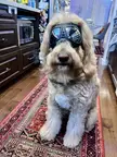 Jasper’s got his shades on and ready for a car ride 😎