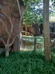 Really far awah (unfortunately the best pic I could take at the Indy zoo)