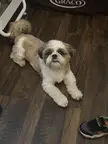 Recommended Toys for Gaston