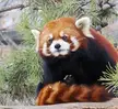 Red panda