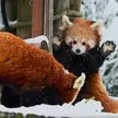 Red panda