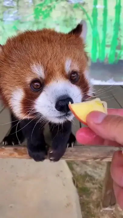 Red Panda Eating