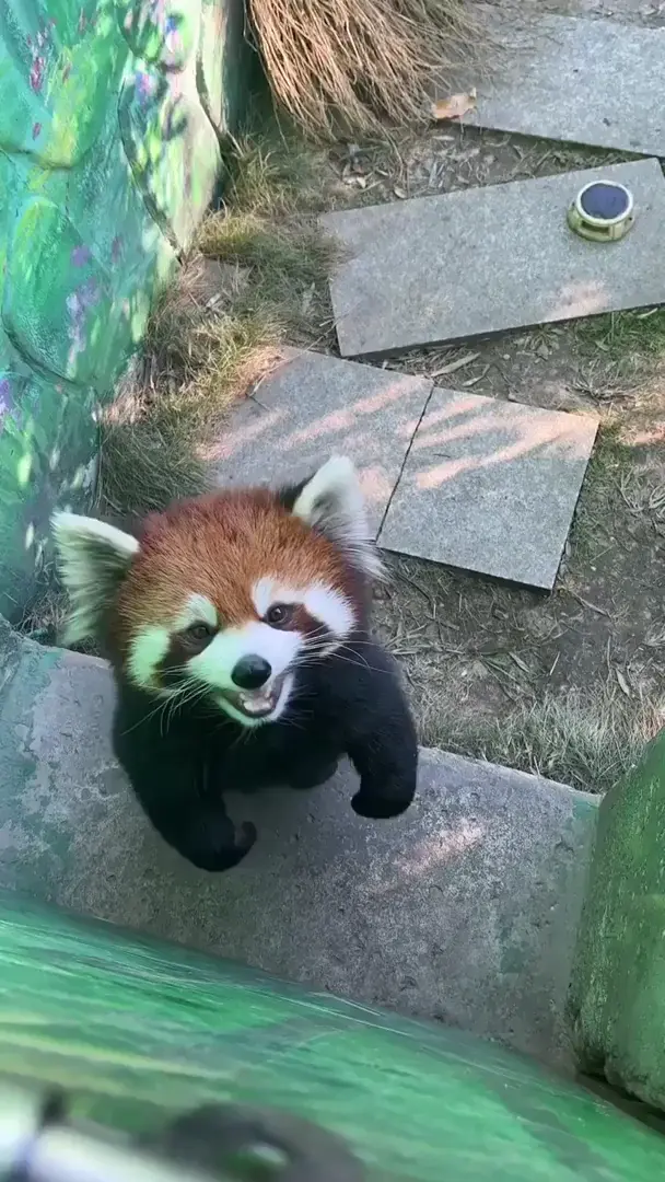 Red Panda Noises