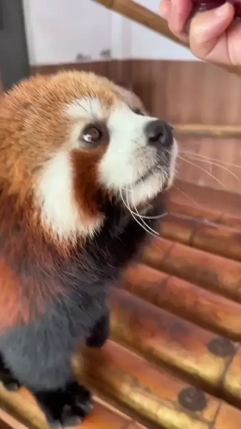 Red panda noming🍇