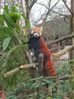 Red panda [OC]