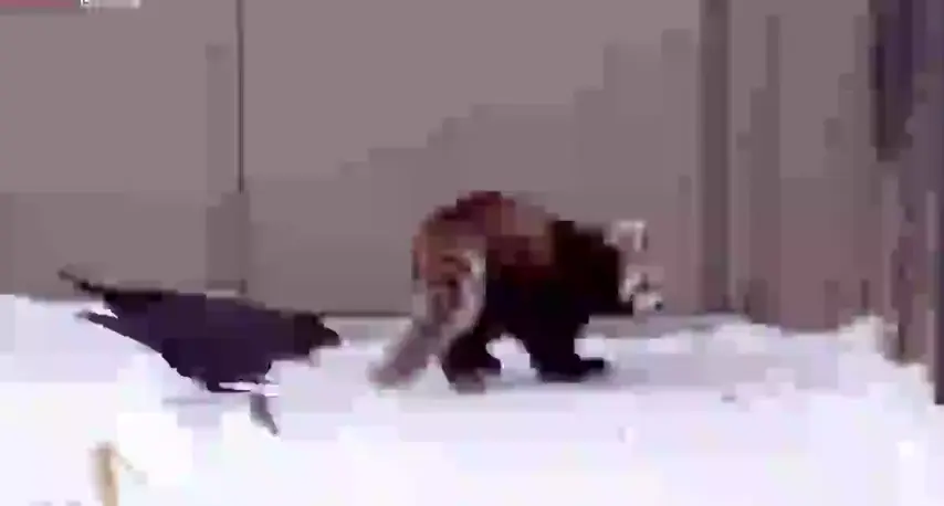 Red panda scares crow