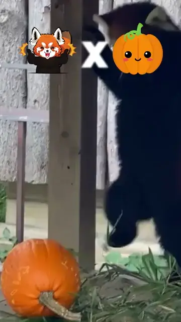 Red panda vs Pumpkin 