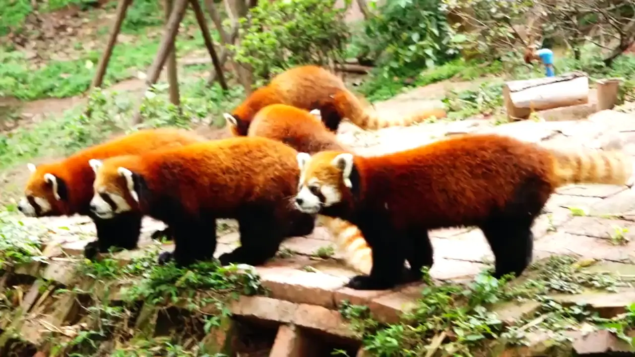 Red pandas
