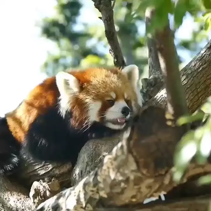 red pandas eyes have the power to speak a great language.
