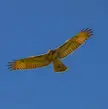 Red Tail Hawk soaring thru the air