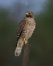 Red-Tailed Hawk