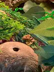 A small hognose snake peeking out from behind artificial plants and a rock in a terrarium.