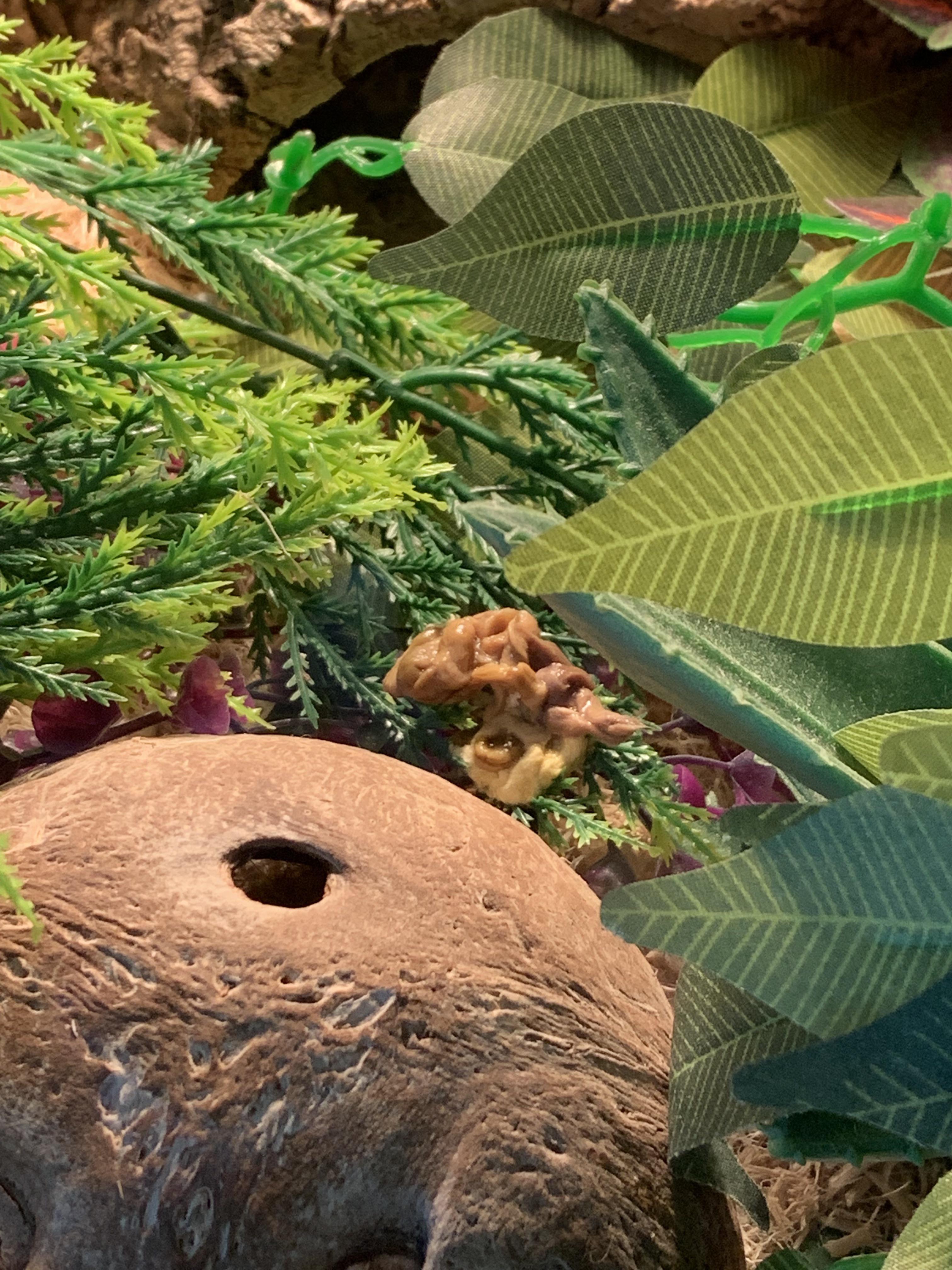 Regurg? It’s been about 2 days since feed day and been out more than usual post eating