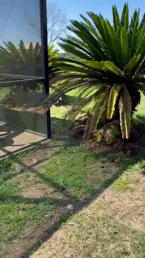 Relaxing in the shade