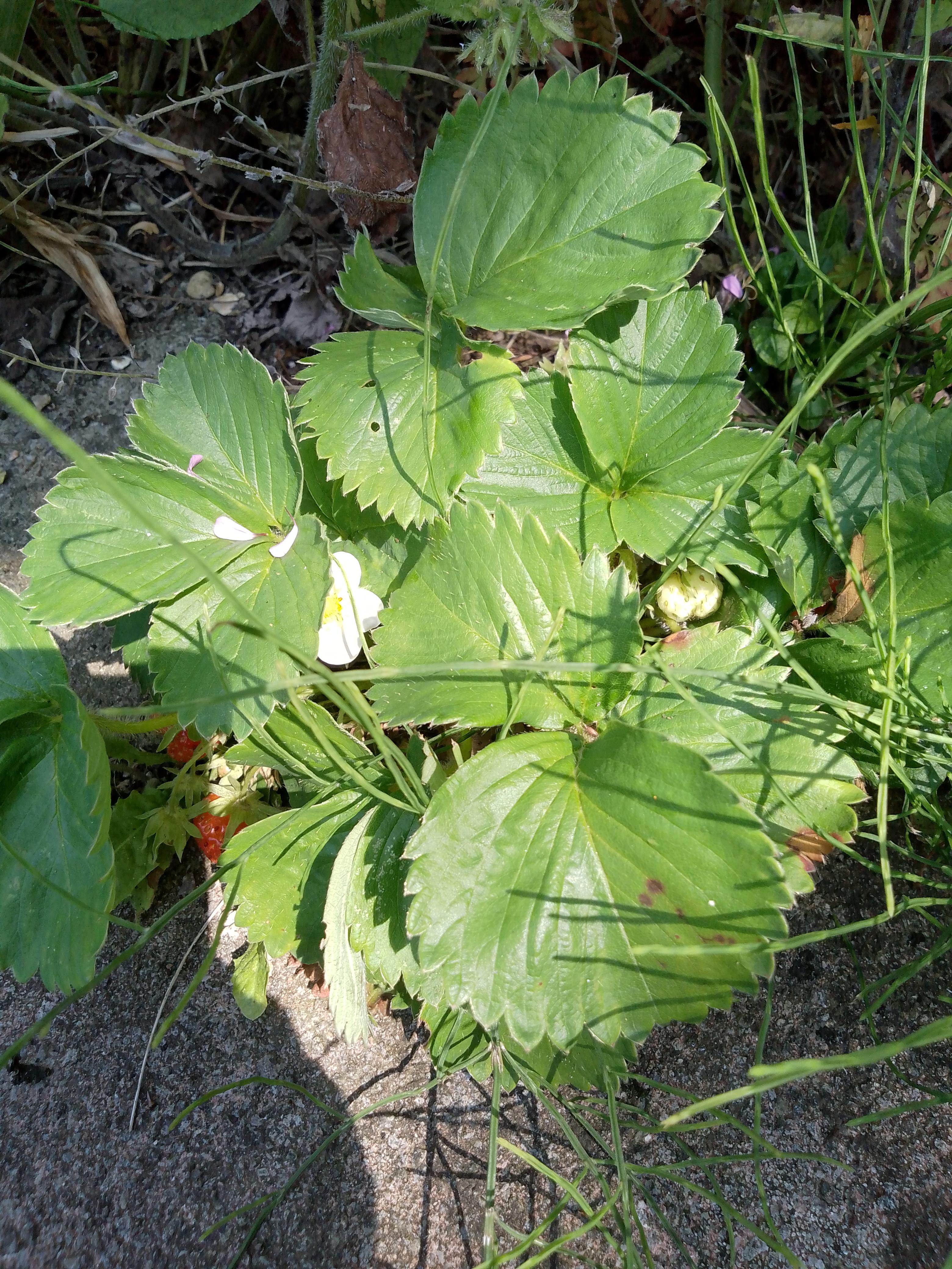 Teddy Dwerg fluffy rabbit in a hideout, a woven tunnel, and near a strawberry plant