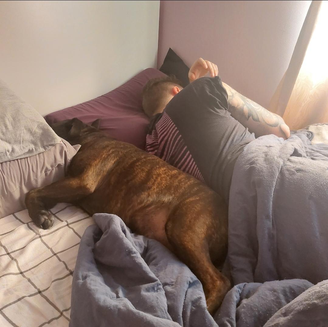An English Staffy and a person with an arm tattoo sleeping together in a bed with pillows and blankets