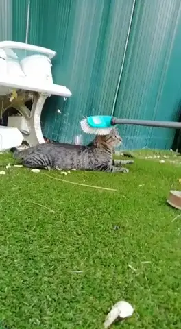 Rocket, having a good time by the pool