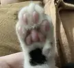 rony’s lil bean (bonus the little black stain underneath)