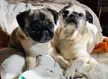 Rotten Gary (the little one year old girl) and Disobedient Hermes (the big 10 year old boy) aka The Gary and Hermes Show taking a break from fighting. 