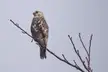 rough legged hawk 