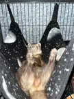 Rowan sleeping in his hammock with his feet up 