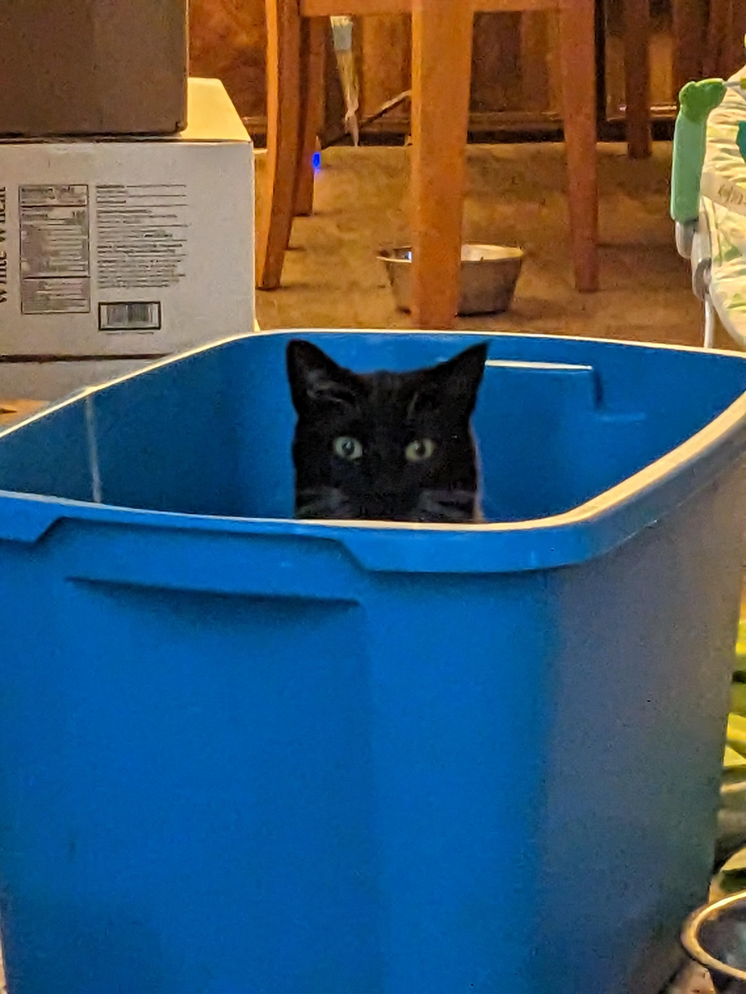 I thought I had emptied that bin.