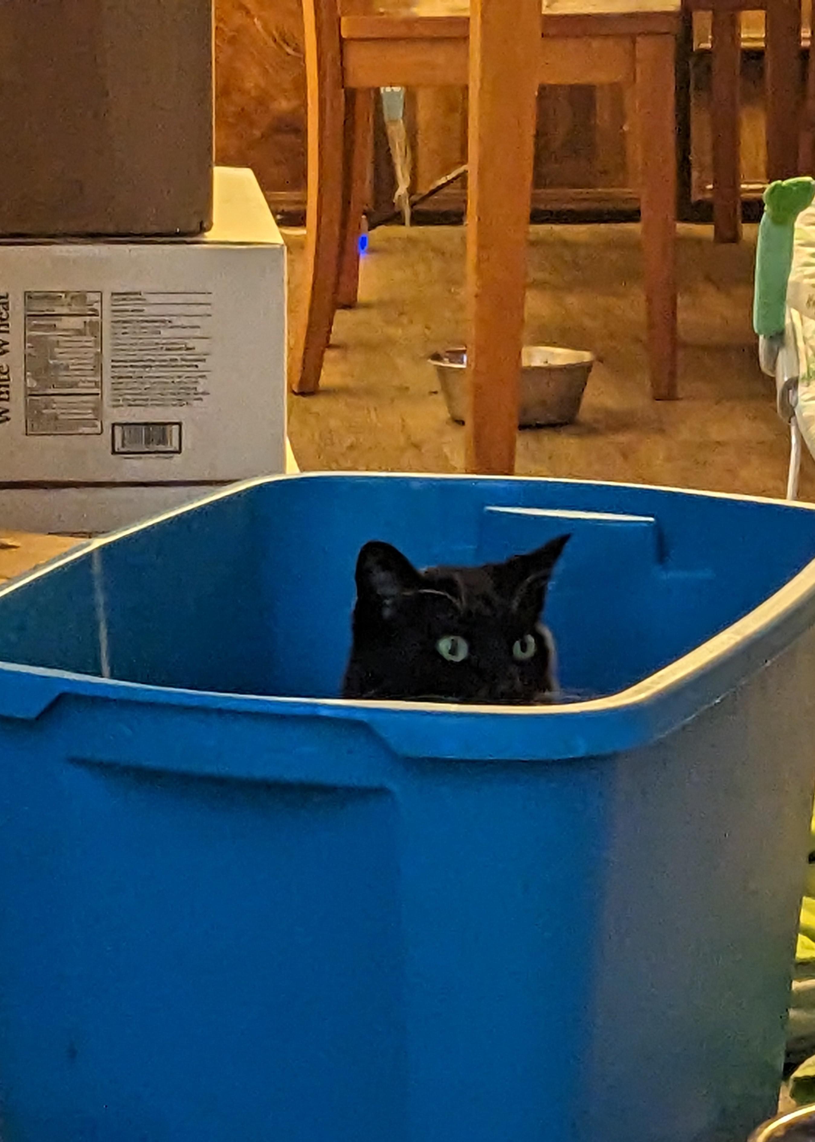 A cute black kitten peeking out from inside a large blue plastic storage bin.