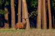 Rutting season
